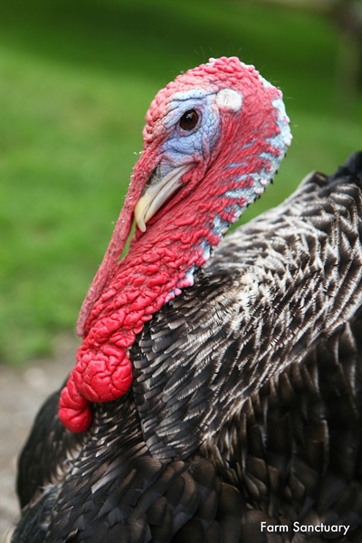 Does anyone know the history behind having turkey for Christmas dinner (in the U.S.)?