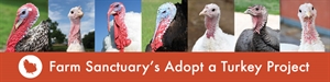 Adopt A Turkey Month - In what year did people start using the twelve month calandar?