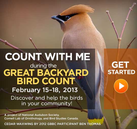 Great Backyard Bird Count 2025 February 2025   2013gbbcecards Waxwing 