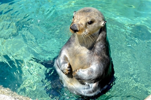 Sea Otter Awareness Week