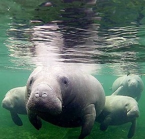 November is Manatee Awareness Month - Englewood Review Newspaper ...