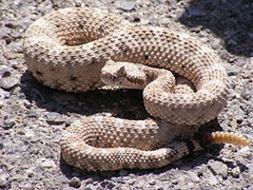 The Rattlesnake Roundup in Sweetwater Texas