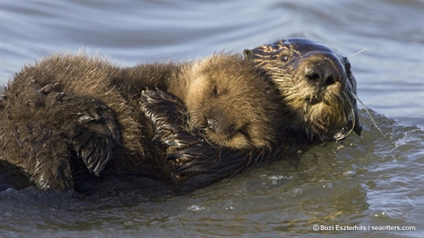 Countdown to Sea Otter Awareness Week – Sept 22-28 : SEAOTTERS.COM ...