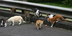 Feral Cat Day - stray or feral cat outside?