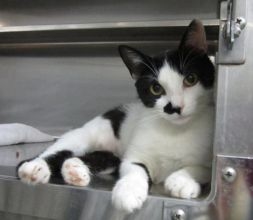 This is National Animal Control Officer Appreciation Week - Petfinder