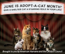 Adopt A Shelter Cat Month - thinking of adopting a shelter cat?