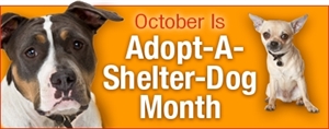 Adopt A Dog Month - October is adopt a dog month!!!!!!!!!!!?
