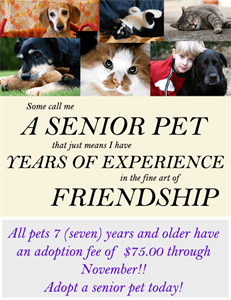 Adopt A Senior Pet Month - how much does it cost to adopt a cat from AWL (Australia)?