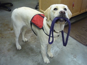 Assistance Dog Week - any one know the stages of dogs pregnancy?