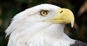 American Eagle Day - American Eagle?