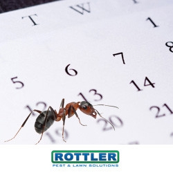 how much does ant termination cost for an apartment?