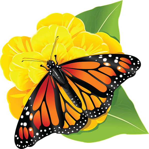 where do monarch butterflies live?