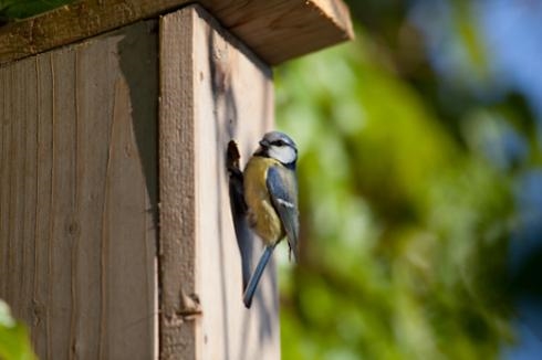 House the birds - it's National Nest Box week