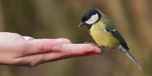 Bird-Feeding Month - Spiritually speaking, did you know that it is National Bird Feeding Month?