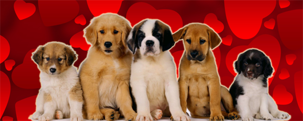 Puppies, Presidents & Pancakes: February Content Marketing Ideas ...