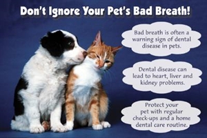 Pet Dental Health Month - Any dog dental health experts?