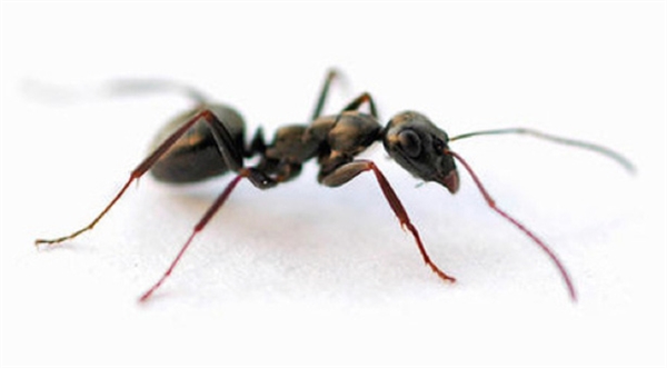Carpenter Ant Awareness Week - Williamson SourceWilliamson Source