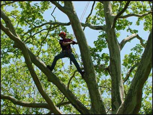 International Tree Climbing Days - Traveling To and Around The US Climbing?