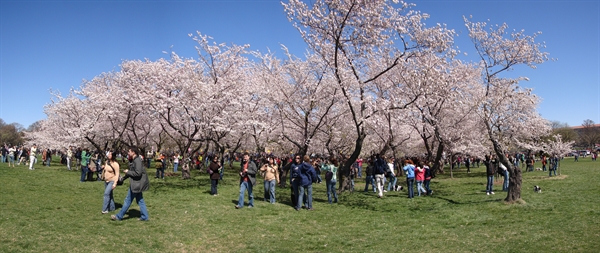 where to stay for Cherry Blossom Festival?