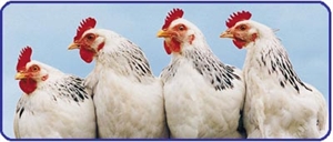 National Chicken Month - Have the Democrat's Chickens come home to roost? Dems only please.?