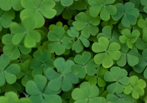 St. Patrick's Day - how do the Irish celebrate st. Patrick's day?
