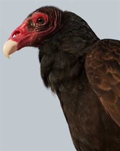 Turkey Vultures Return to the Living Sign - Turkey Vultures return for