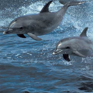 National Dolphin Day - Are wild dolphins in the ocean dangerous to swim with?