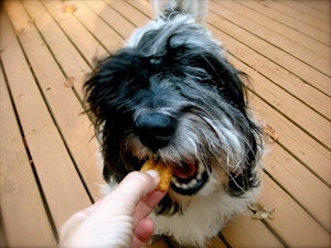 National Dog Biscuit Day - how to devise a homemade dog food diet?