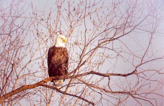Bald Eagle Appreciation Day - February - Effigy Mounds National ...
