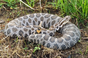 National Rattlesnake Roundup