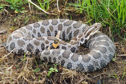 Rattlesnake Roundup Planned for Protection of Rare Species – News ...