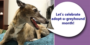 Adopt A Greyhound Month - Greyhounds?