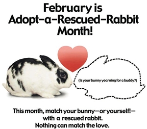 Adopt A Rescued Rabbit Month - FEBMONTH.jpg