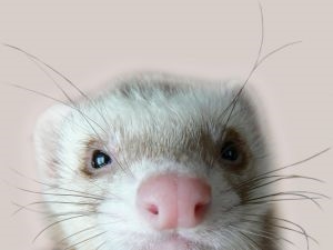 Ferret day care? Would you use it?