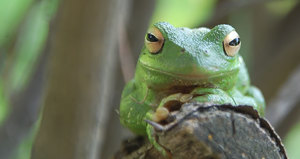 Frog Jumping Day - Did you know that May 13 is (among other things,) Frog Jumping Day?