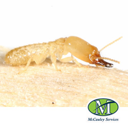 Arkansas Pest Control Company Prepares For Termite Awareness Week