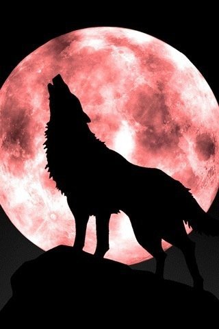 What is the purpose of wolves howling?