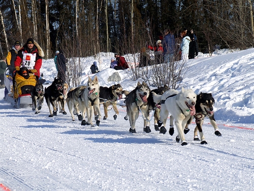 How do entrants and their dogs train for the Iditarod race?