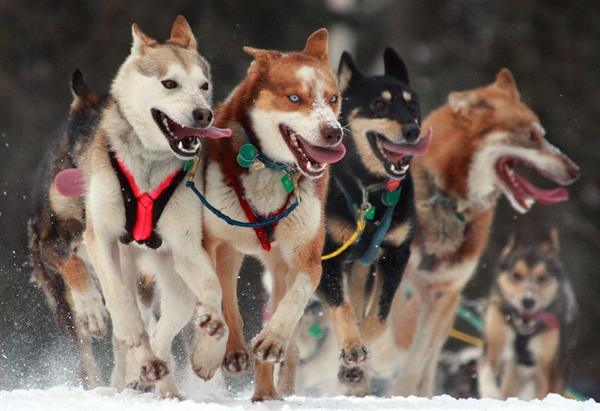 are great pyrenees dogs suitable for the iditarod dog sled race?
