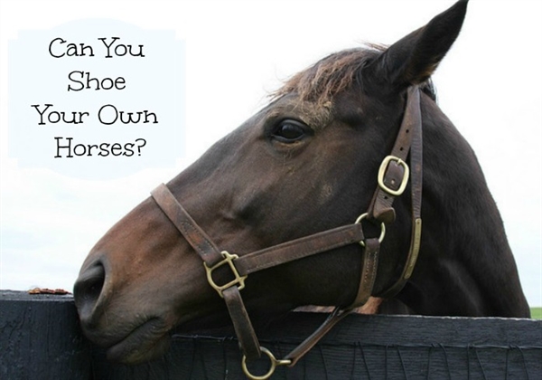 International Hoof Care Week: Can You Shoe Your Own Horses ...