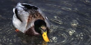 Lame Duck Day - Is Bush finally a lame duck? Quack Quack!!!?