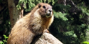 Marmot Day - Is groundhoge day for real or is a urban legend?