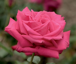 Miss American Rose Day - social issue for A Rose For Emily?