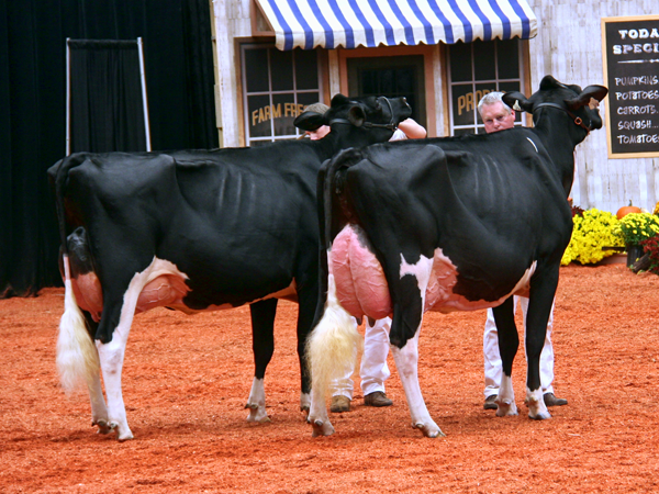 World Dairy Expo 2012 Holstein Show – A Battle for the Ages