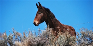 Mule Day - Grand Canyon Mule Trip?