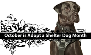 Adopt A Shelter Dog Month - proces of adopting a dog from shelter?