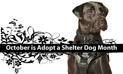 proces of adopting a dog from shelter?