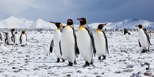 Penguin Awareness Day - List of important days in january?