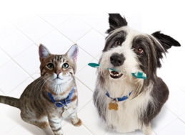 Any Canadians experienced with pet insurance? Which is good?
