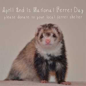National Ferret Day - Who else has a birthday on April 2nd 1968?